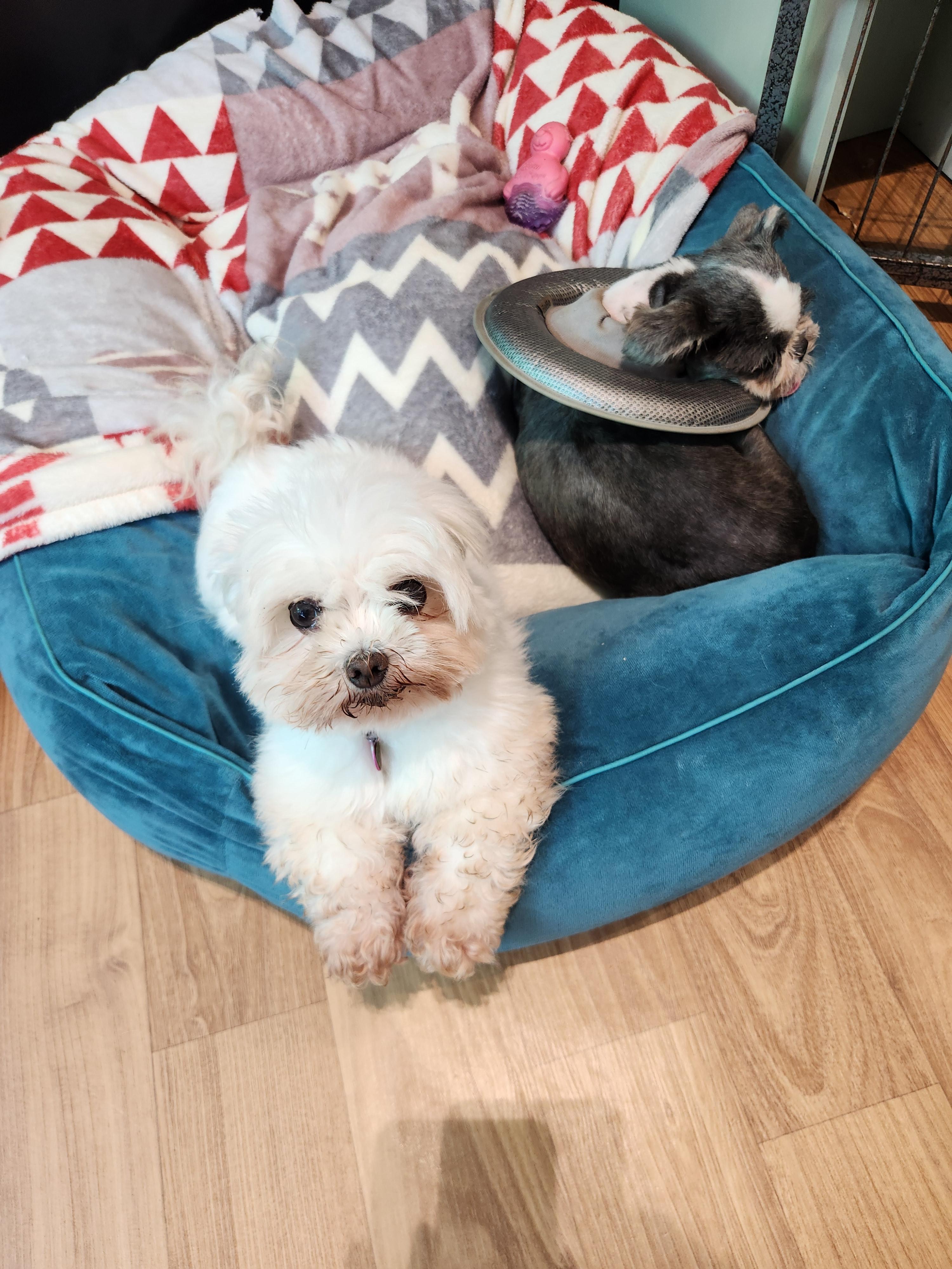 반려견 전문브리더를 통한 입양