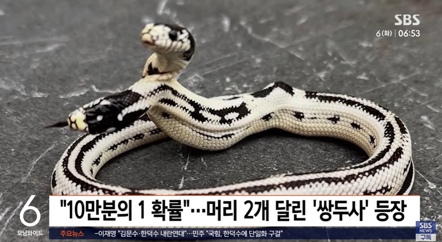 초희귀 쌍두사 발명