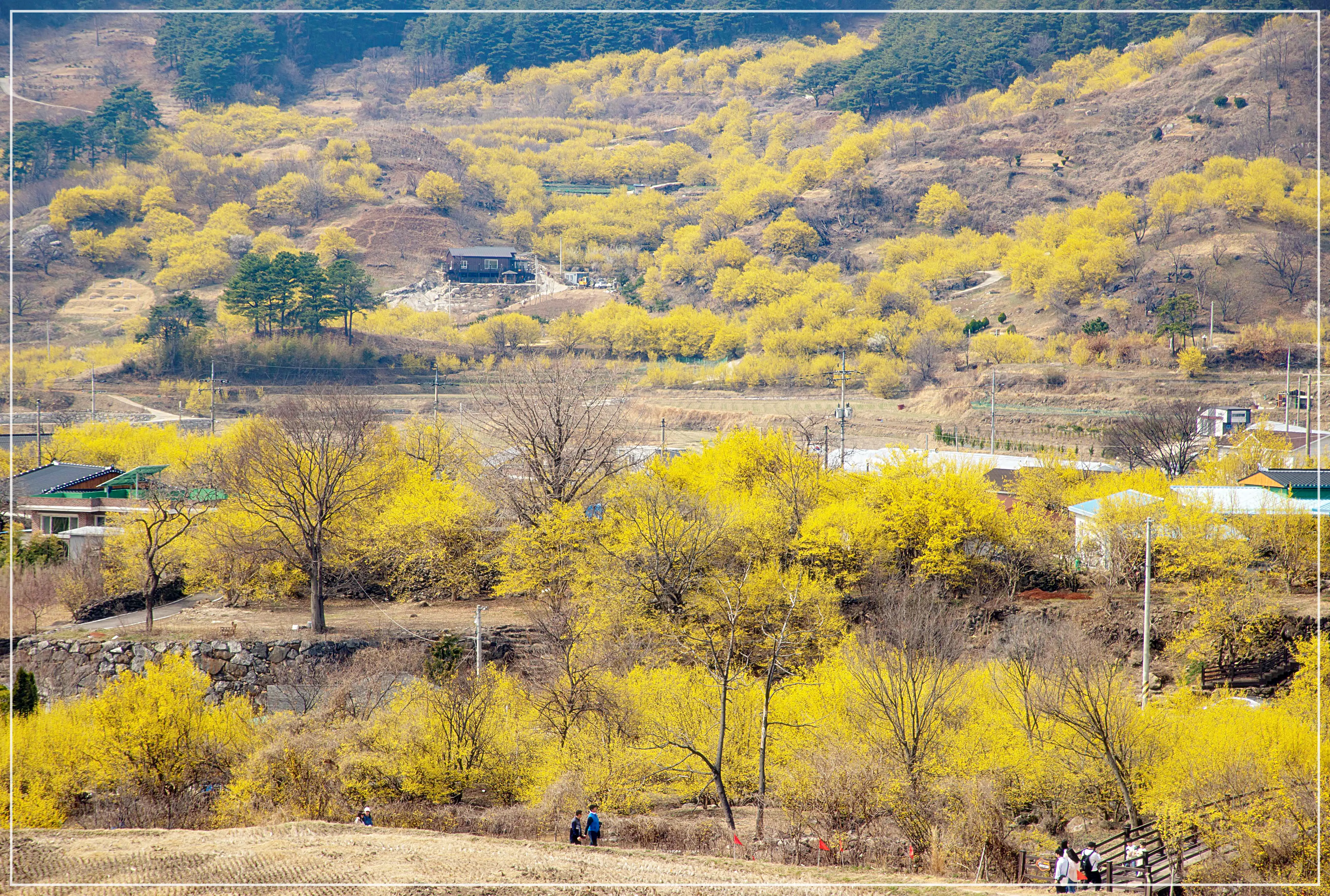 구례산수유꽃축제