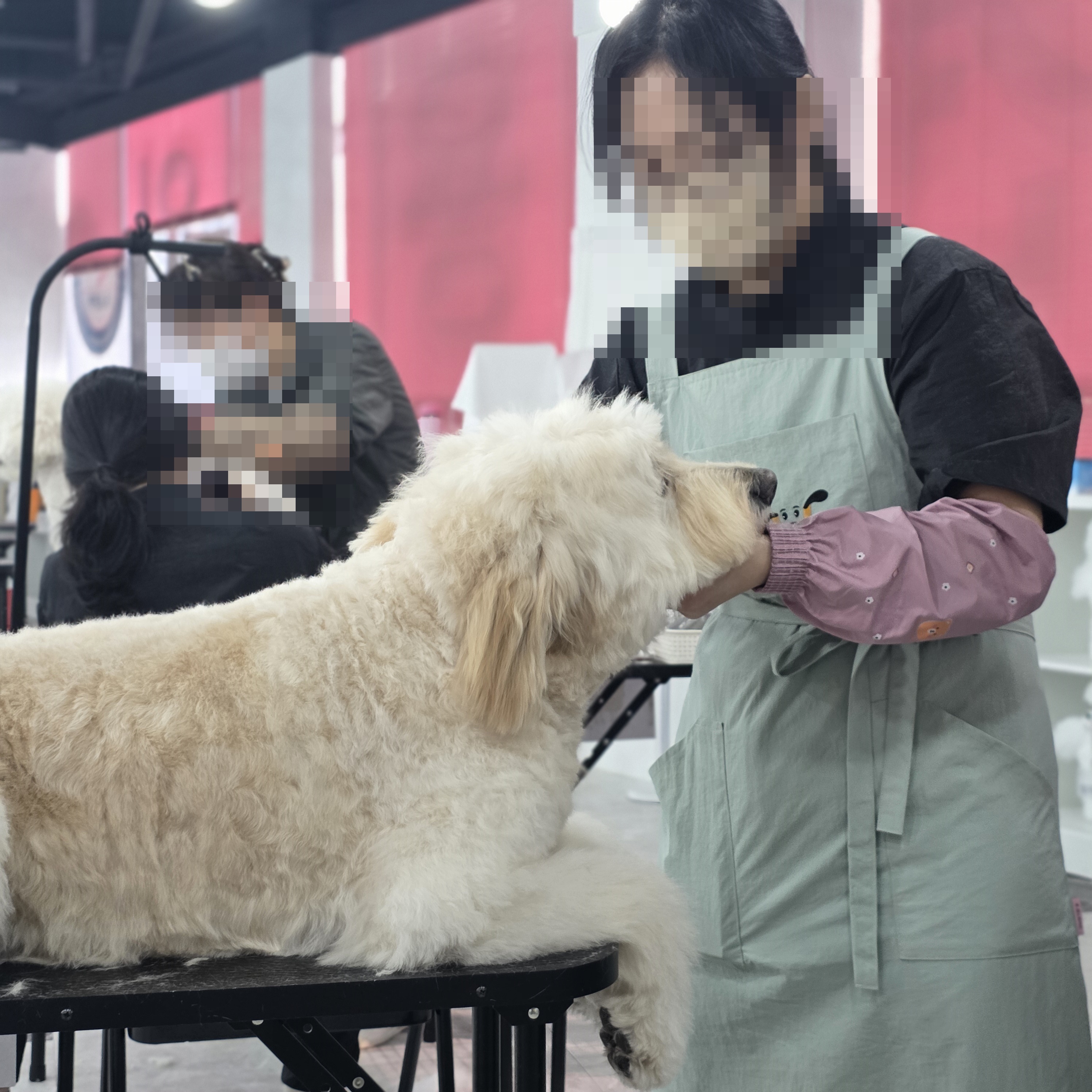 신림동애견미용학원
