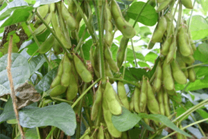 위에좋은음식18