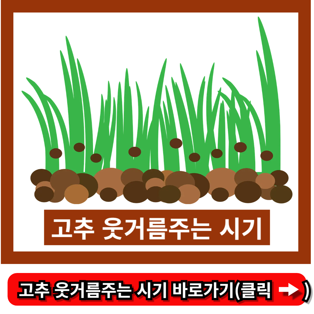 고추 웃거름주는 시기