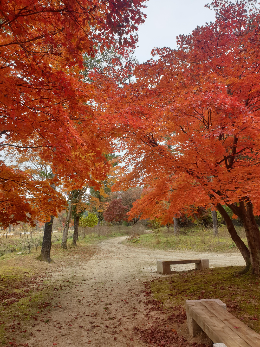 단풍나무들이 터널을 만들고 있다. 어떻게 찍어도 예쁘다.