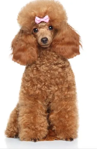 푸들 종류 토이푸들 실버투들 분양 가격 성격_5