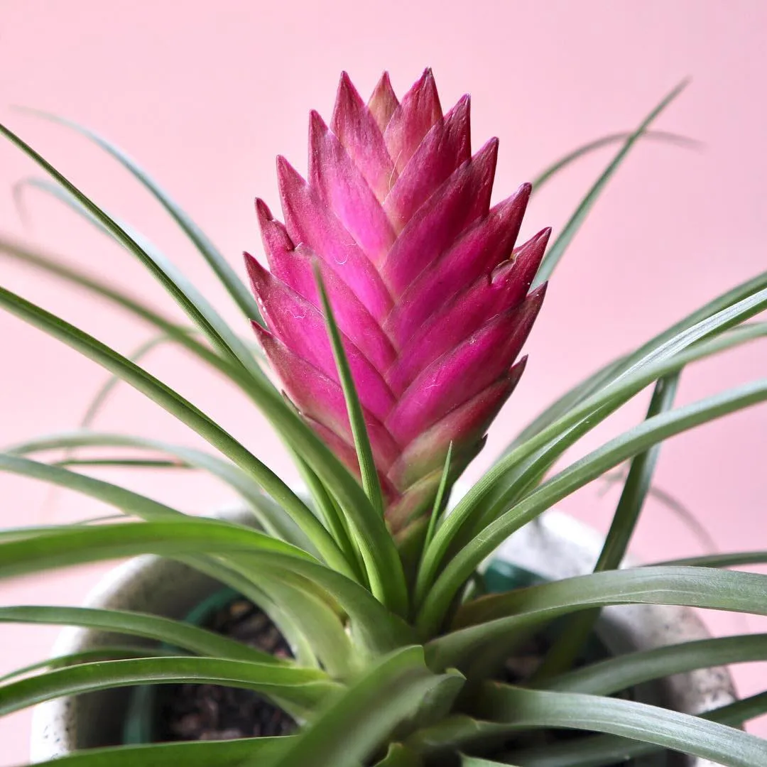 &amp;quot;틸란드시아