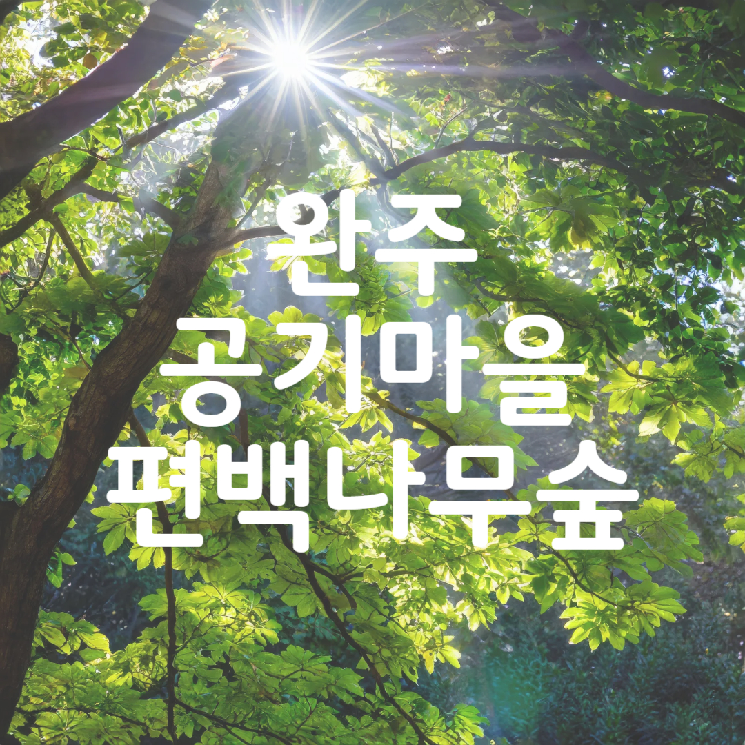 완주 공기마을 편백나무 숲 편백숲