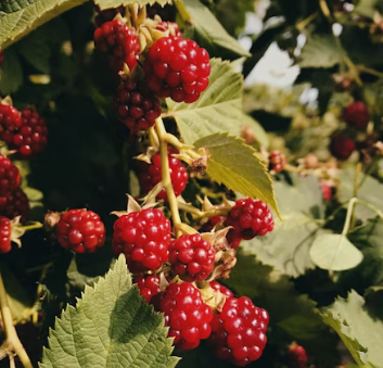 섬유근육통에 좋은 음식 영양제 식단