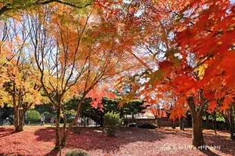 가을 단풍 여행지 베스트10 산책로 사진스팟 대중교통으로 여유롭게_3