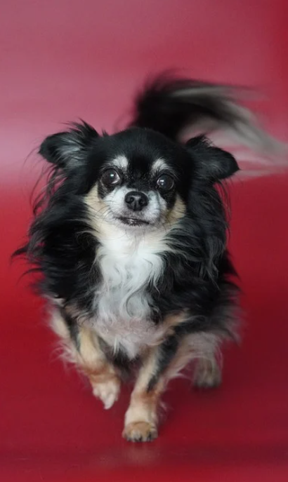 반려동물 장례 절차와 비용 안내|무지개다리 건넌 아이를 위한 준비