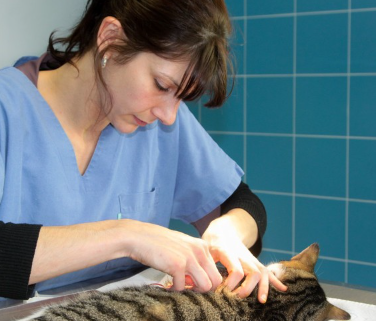 고양이 수술을 하는 수의사.