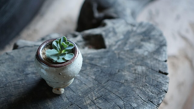 테라리움 키트와 식물 선택 가이드