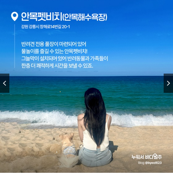 안목펫비치｜강원 강릉시 안목해변