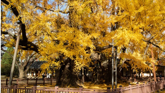 [국내가을여행지추천] 단풍명소 - 서울 가을 여행지 추천 성균관 명륜당