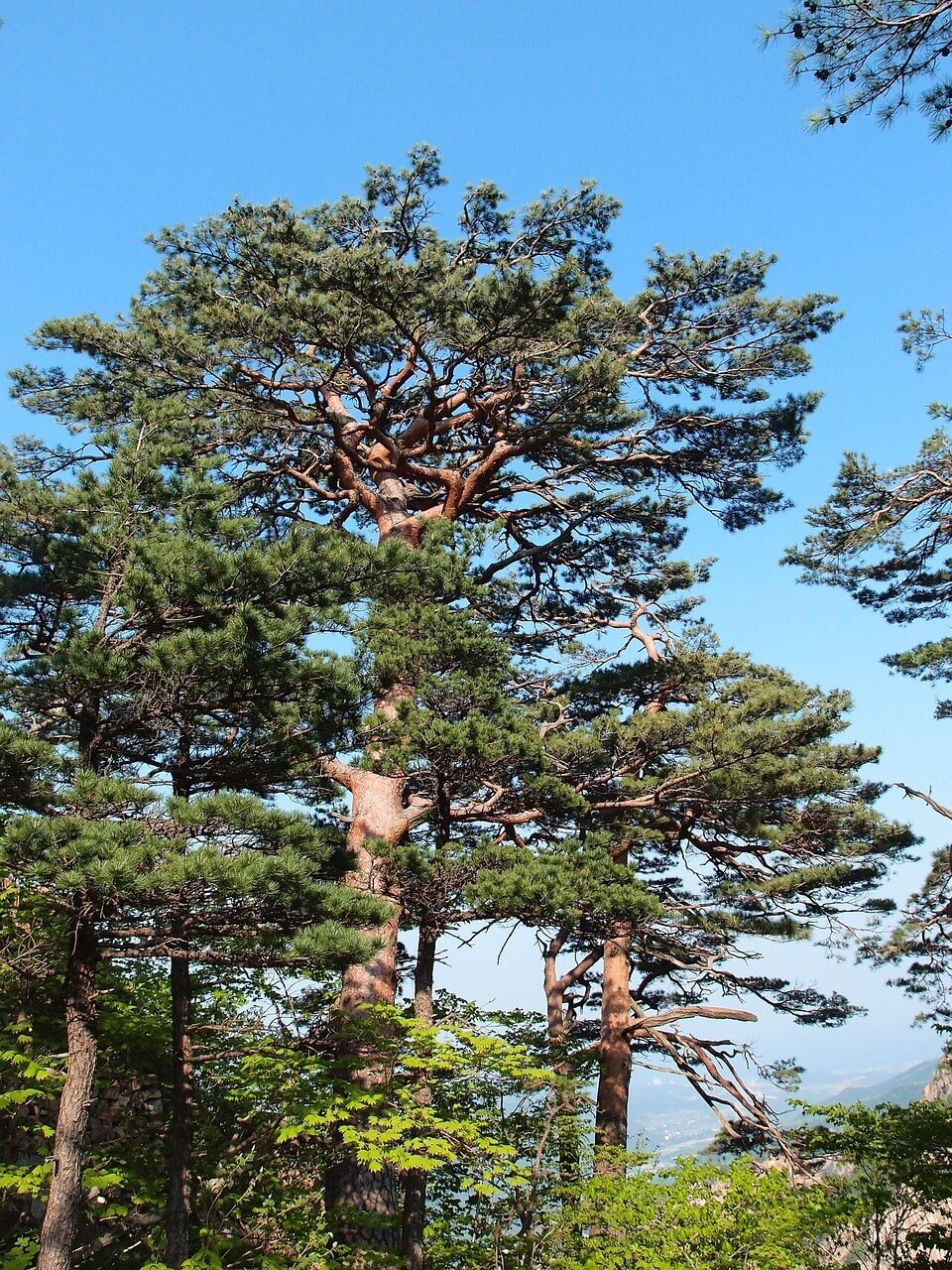 설악산 단풍 시기