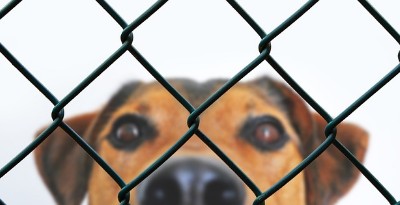 SNS 화제 국가별 유기동물 구조 사례