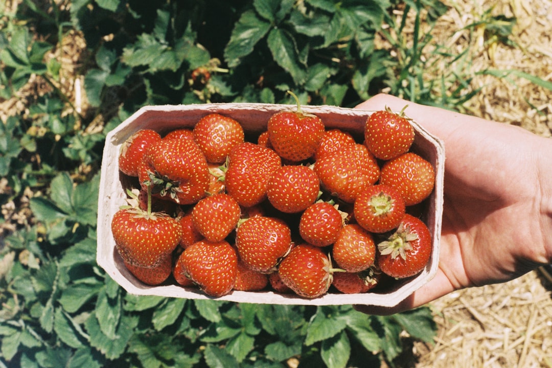 Nonsan Strawberry Festival