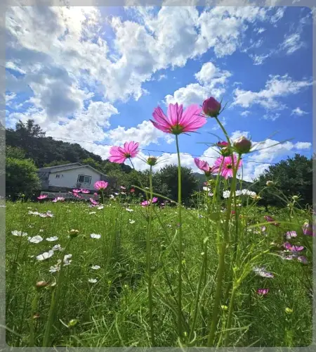 원주 용수골 가을꽃축제_2