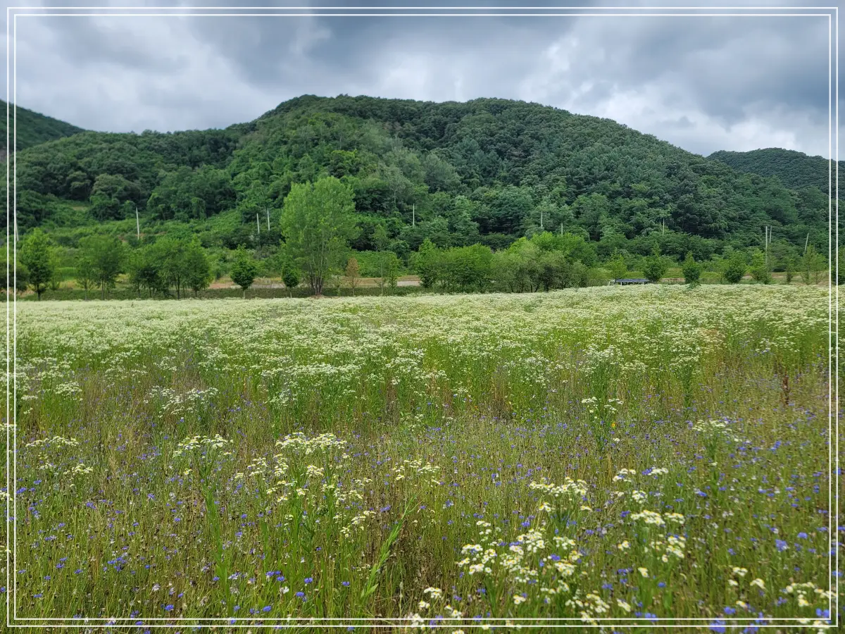 연천-재인폭포-탐방로-오른쪽-꽃밭