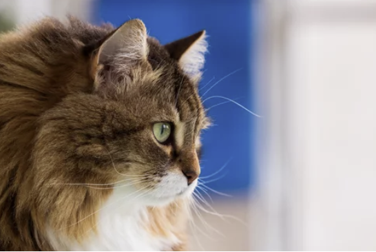 시베리안 고양이 분양 가격