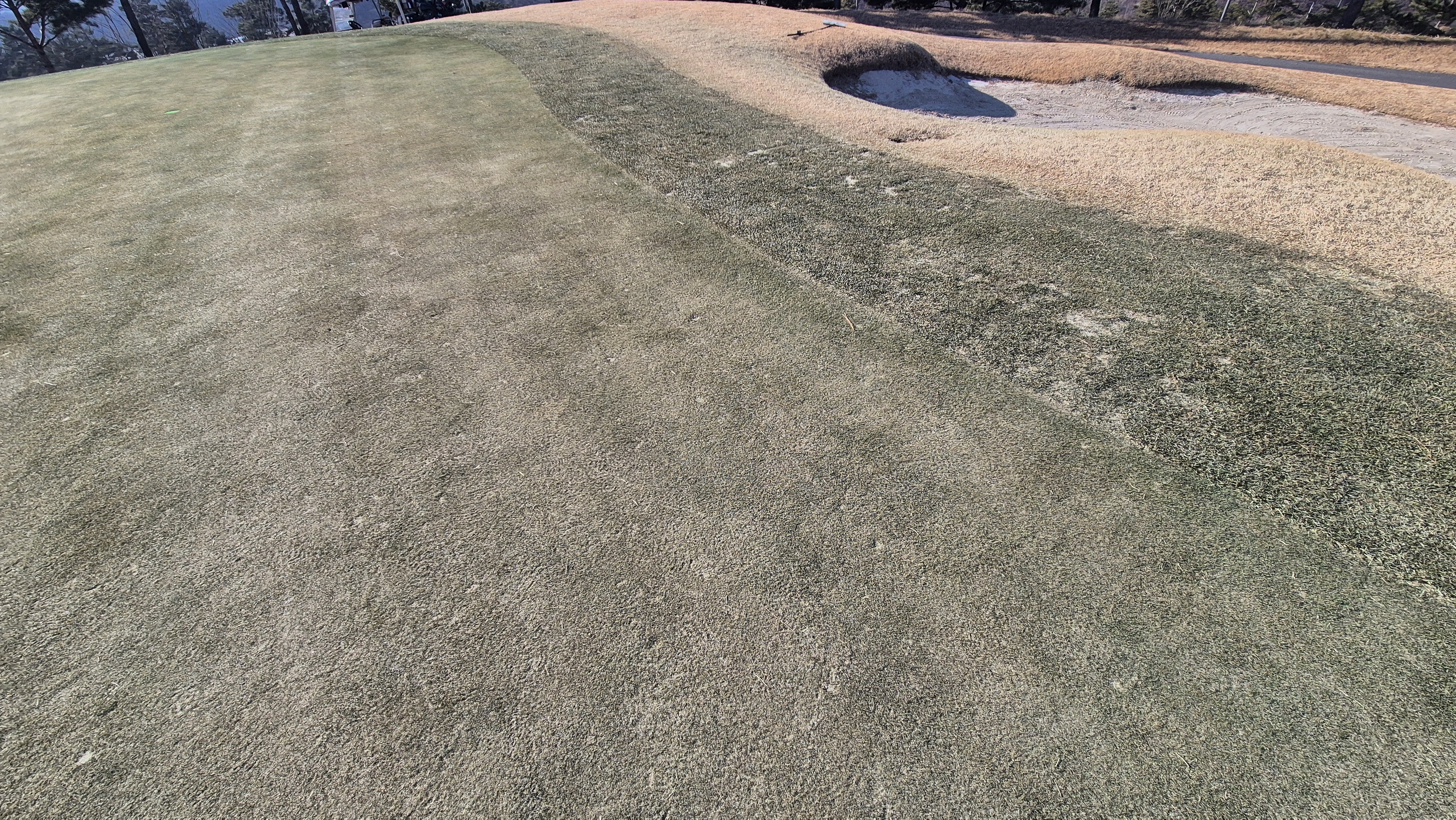 더크로스비gc 아리아-샬롯 코스 그린관리상태