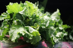 임신 초기부터 후기까지: 쑥 섭취 가이드 및 자궁 건강을 지키는 올바른 식습관