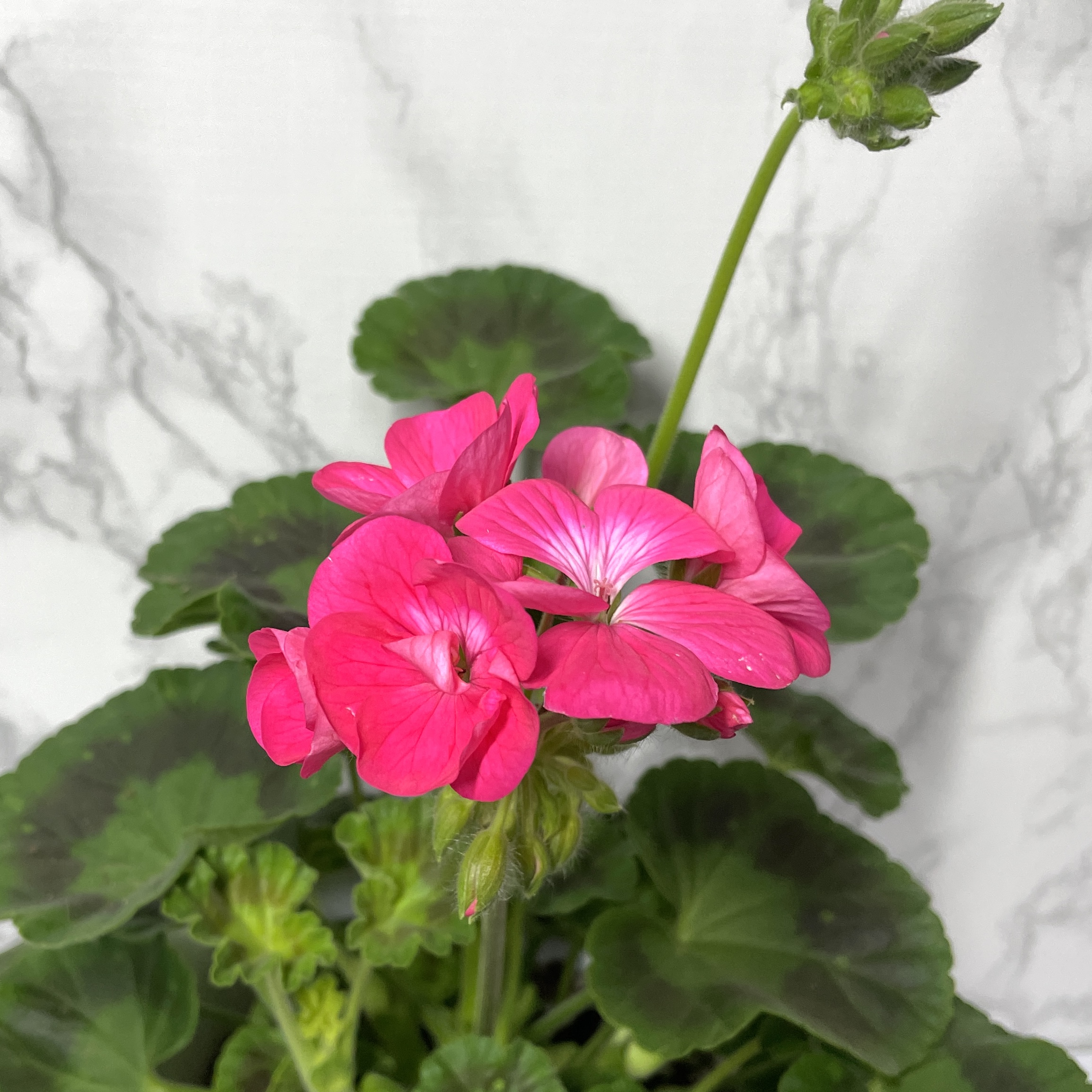 제라늄 키우기 종류 화분 꽃