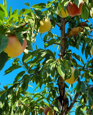 대전 베리 팜 설아복숭아