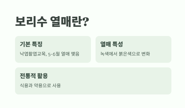 보리수 열매 효능 쉽게 정리 1