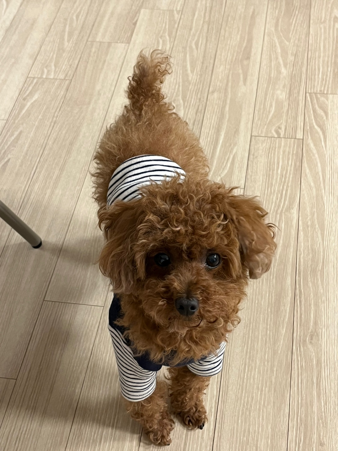 반려견 입양 전 꼭 알아야 할 필수 정보