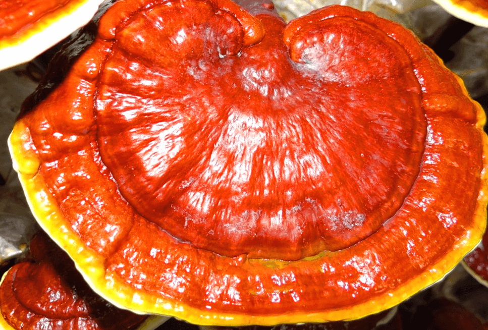 갓이 아주 넓은 영지버섯으로 갈색이며 끝부분은 노란색이다. 그리고 갓 표면은 반질반질하다.