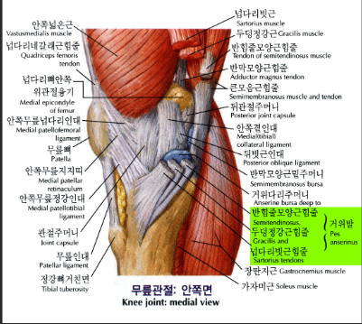 무릎관절 주변 근육
