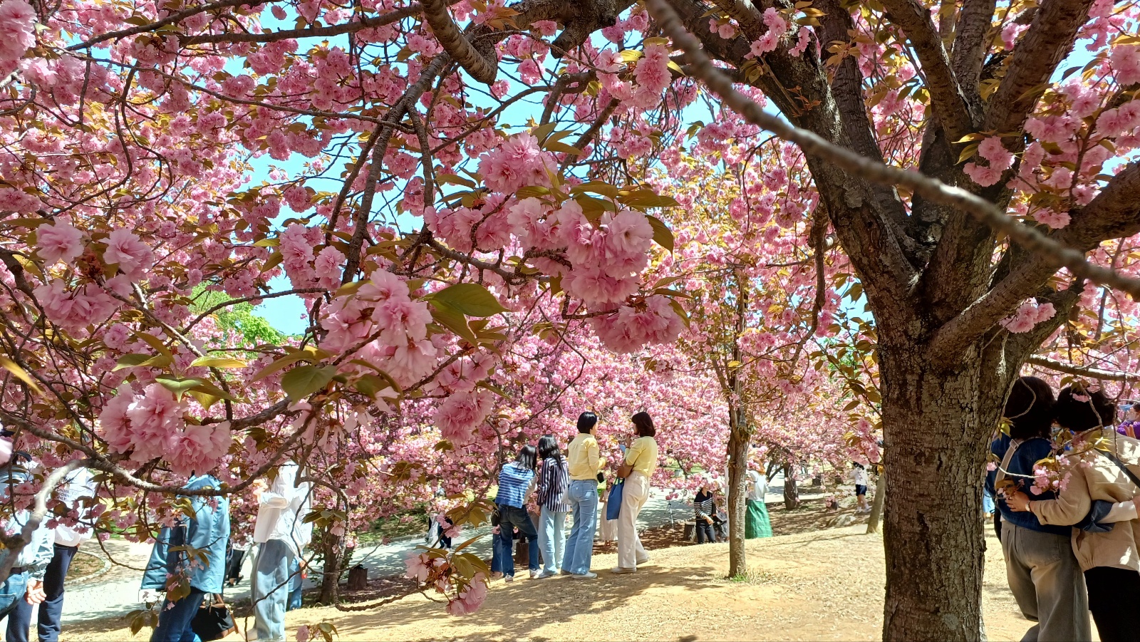 불국사 겹벚꽃1