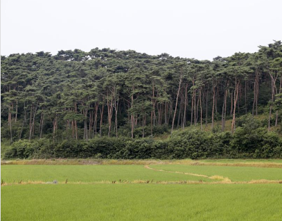 태안팔경-안면송림