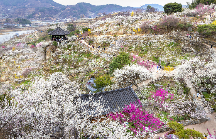 벚꽃축제벚꽃명소봄꽃여행지