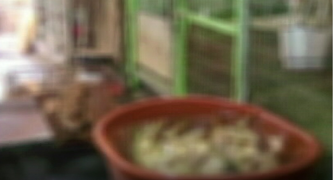 개 도살 현장 취재