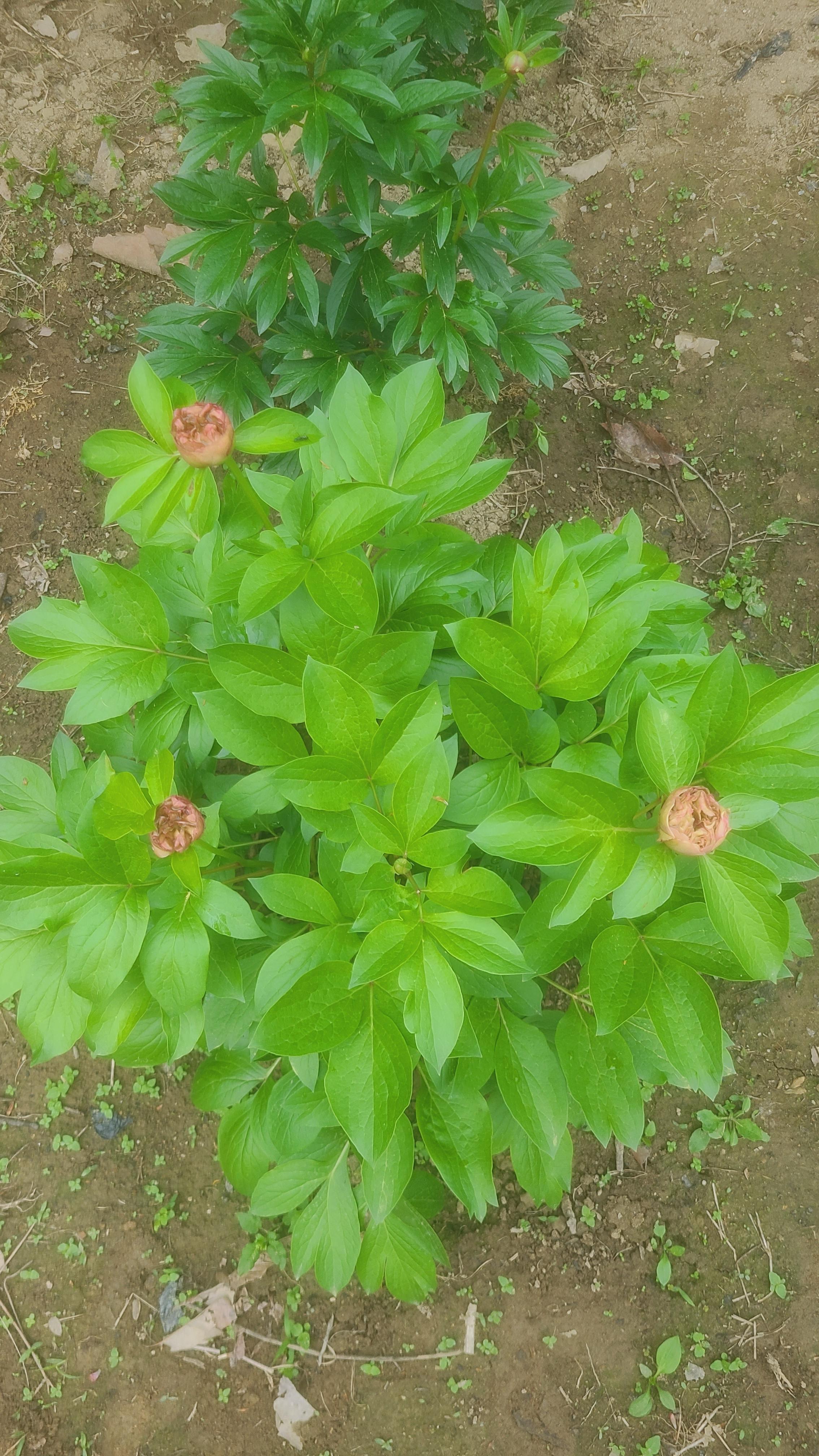 루이스 초이스 봉우리가 여러개가 맺혀서 꽃 피울 준비를 함