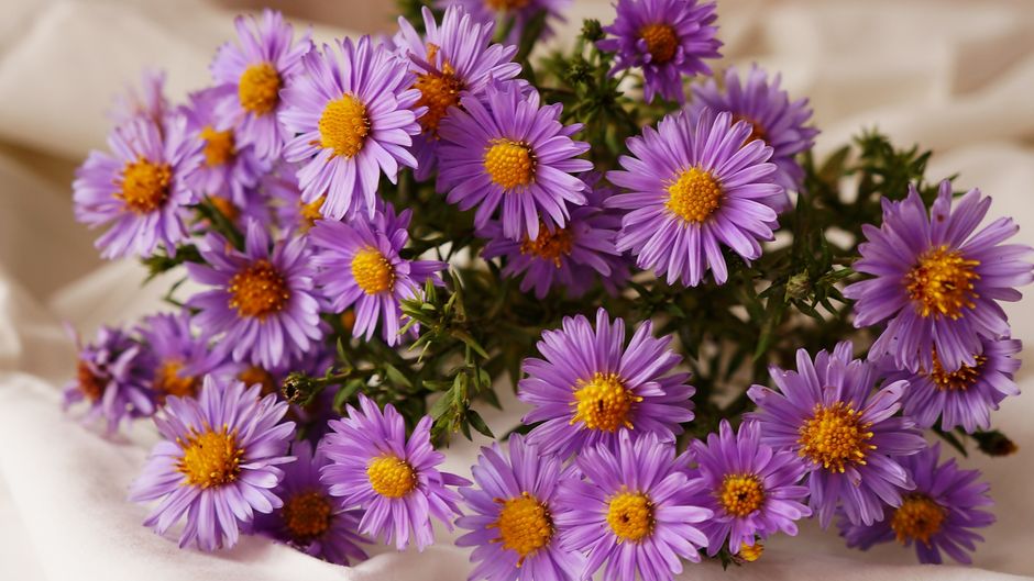A beautiful arrangement of purple asters with a soft, warm tone and decorative appeal.