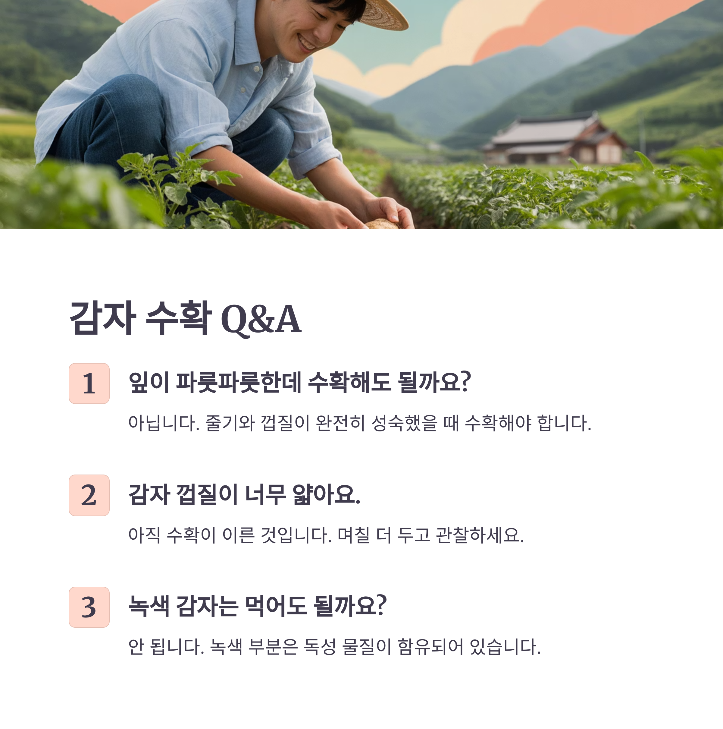 감자 수확 관련 자주 묻는 질문 Q&amp;A