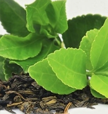 테아닌 효능과 부작용 총정리