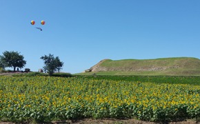 연천 호로고루 해바라기