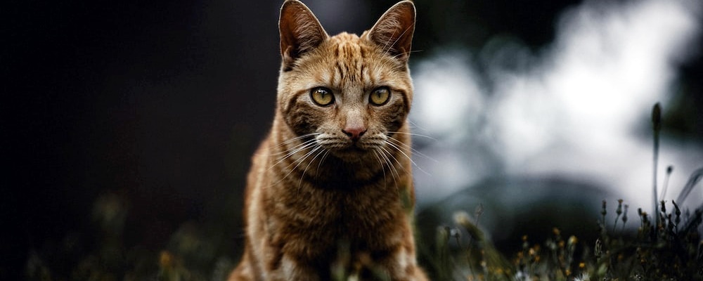 고양이 만지는 법 13