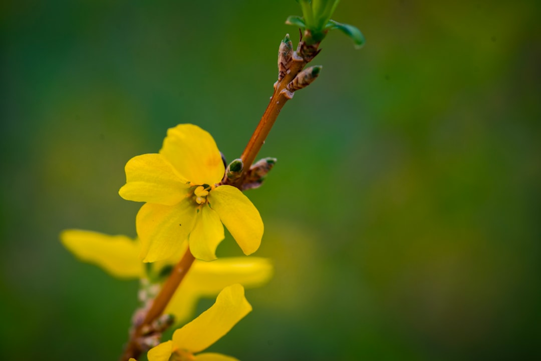 Flowering