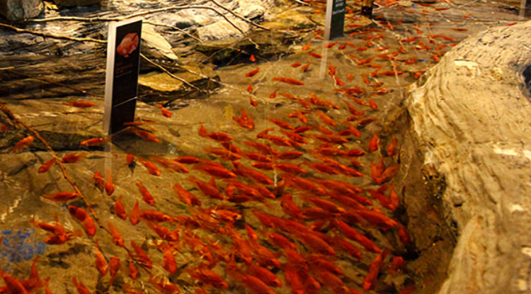 여수 아쿠아플라넷