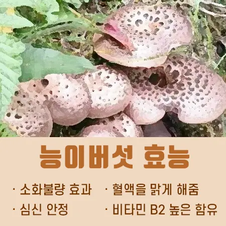 능이버섯 효능