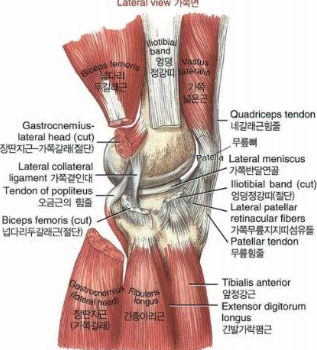 무릎 측면