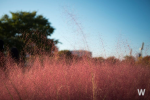 핑크뮬리 정원 이미지 1