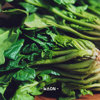 엽산이 많은 음식