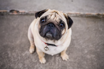 길에 있는 퍼그 비만 체크 방법.