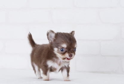 작은 치와와와.