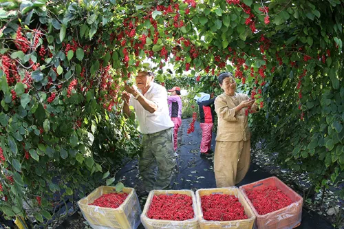 문경 오미자축제 2025 다섯 가지 맛으로 만나는 가을 정리_6